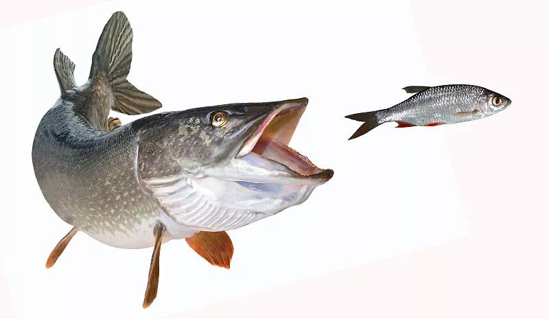 最好养的观赏鱼冷水鱼有哪些中型,冷水鱼有哪些观赏鱼比较好看