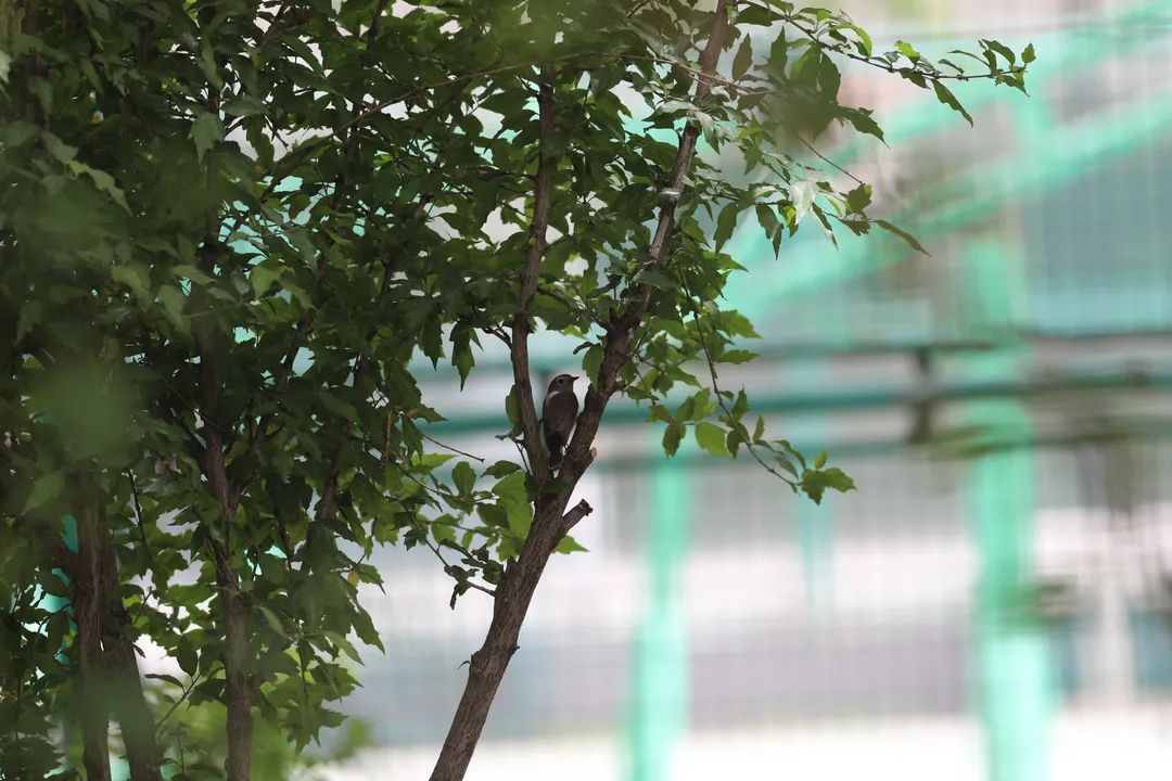 师大寻鸟记，这些小可爱，你都见过吗？