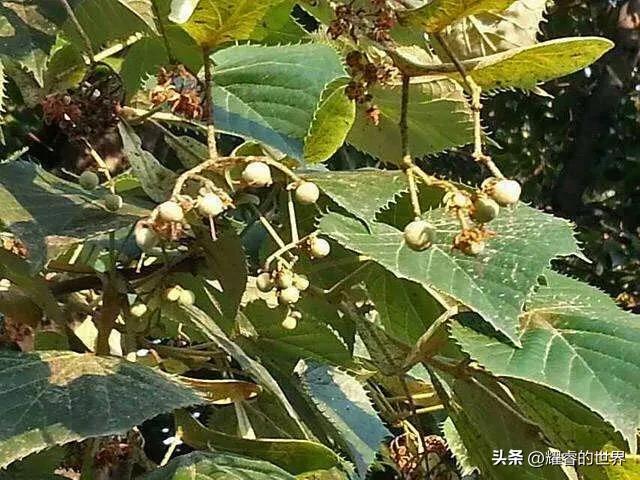 五线菩提手串戴法,菩提佛珠的各种搭配