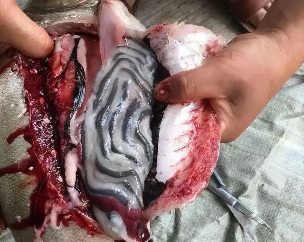 鱼类便秘怎么治疗,鱼塘里的鱼便秘怎么治疗最好