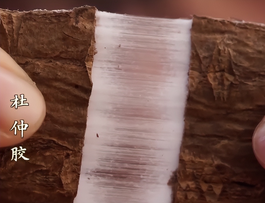 广东老板放弃皮革生意，靠壮阳树年入千万，一张树皮卖上千元