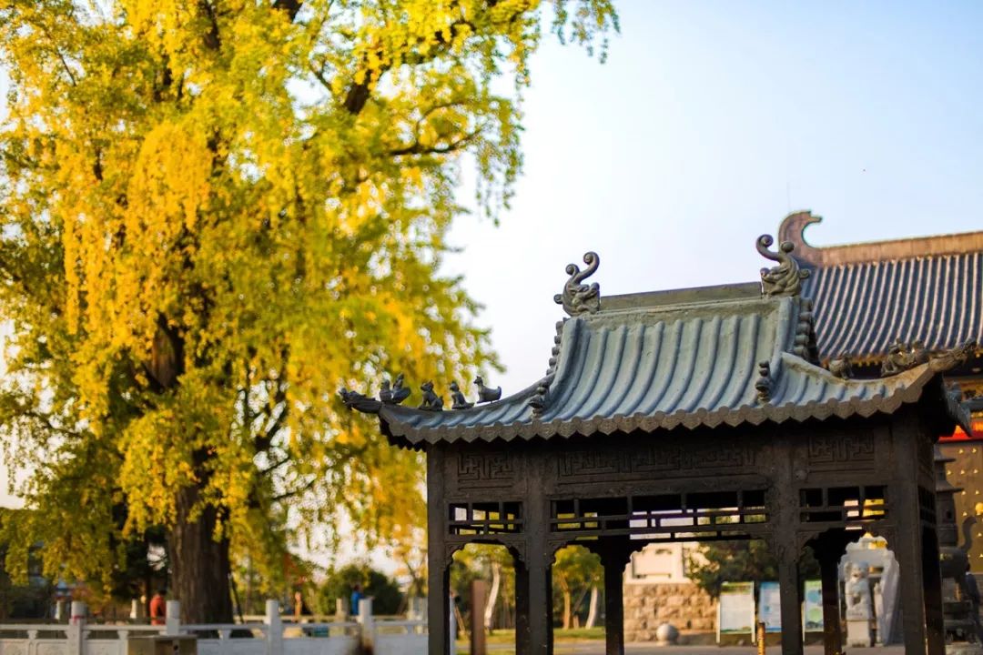 每一片银杏都不会辜负秋天,银杏从来不负秋原唱