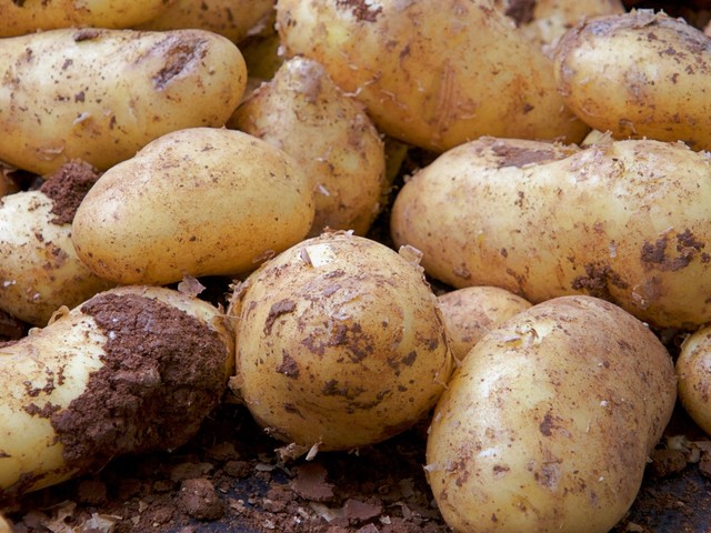 土豆和牛肉一起怎么炖才好吃呢,土豆炖肉和什么菜搭配好吃