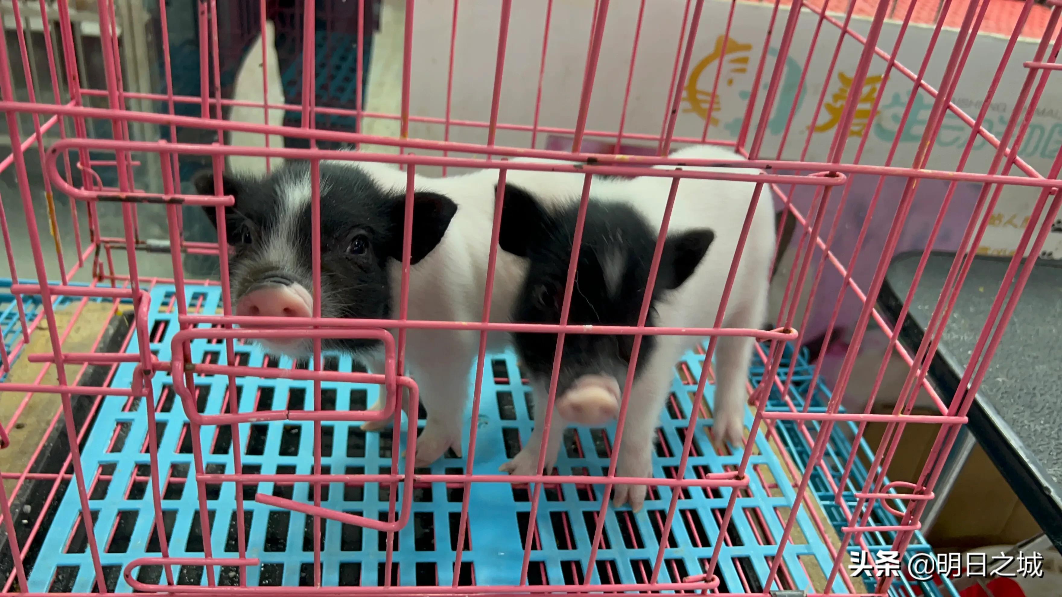 宠物猪长成300斤肥猪,两只宠物小乳猪