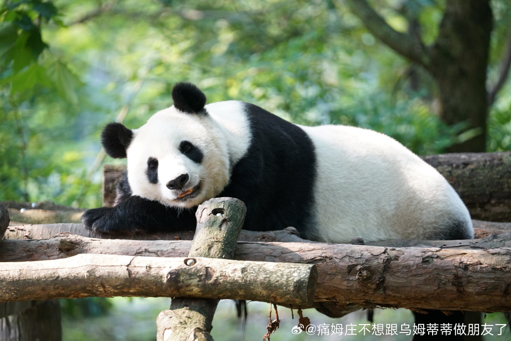 不高的高高和他不白的老婆白云——91年出生的童颜女神大熊猫白云