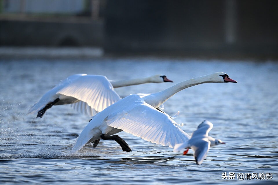 z9拍鸟照片,z9相机购买攻略