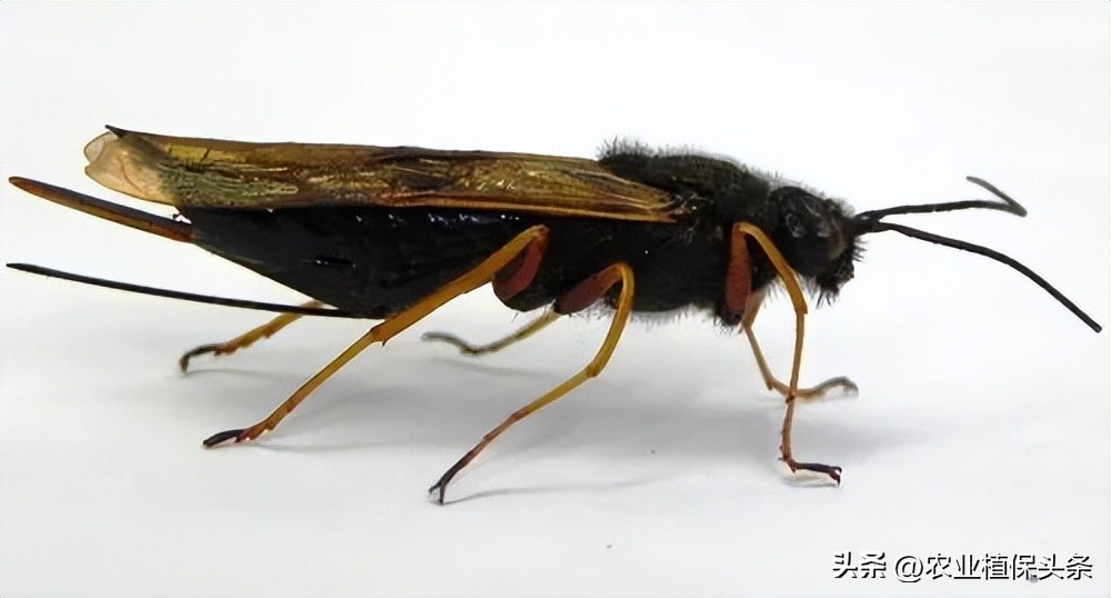 外来入侵物种动物名单,外来物种昆虫有哪些