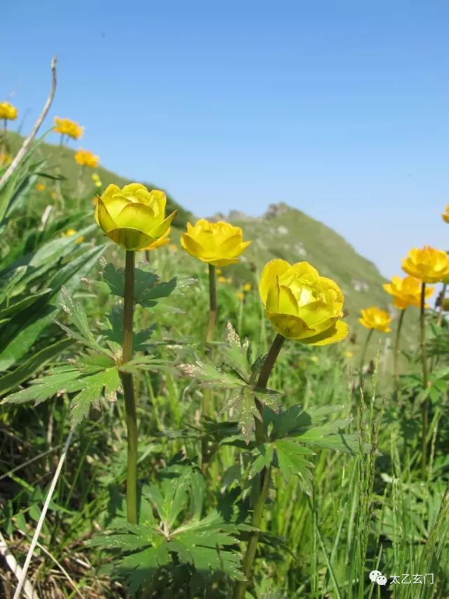 小五台山金莲花坡,小五台金莲花
