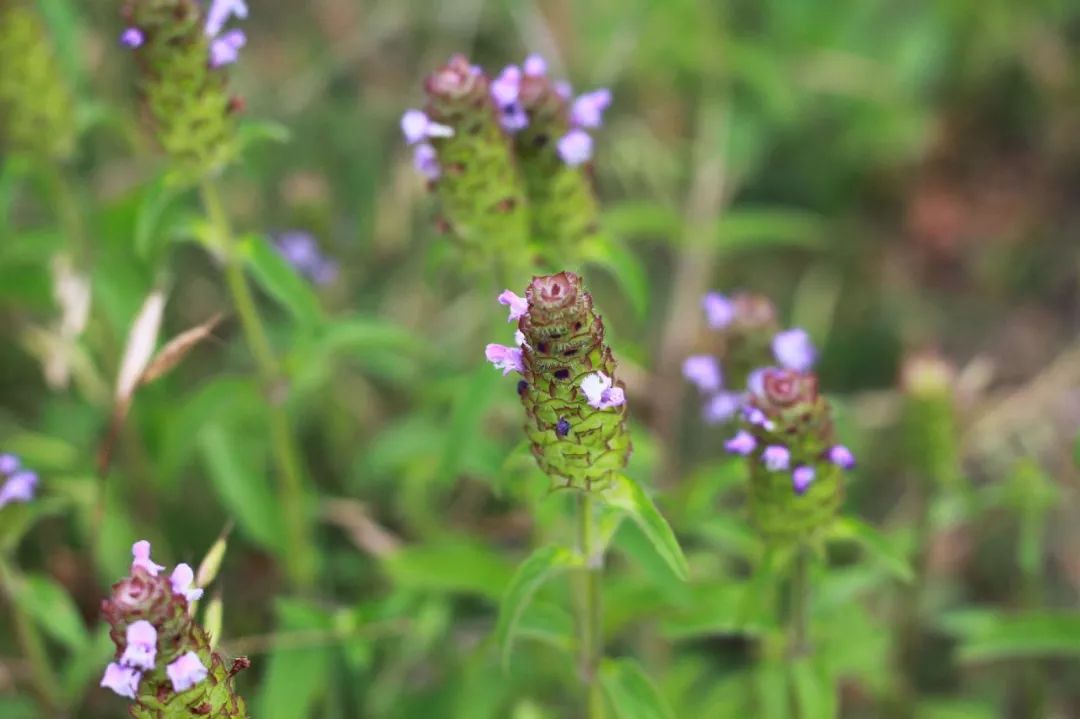 150种常见药用植物大全,150余种常见药用植物花期组图