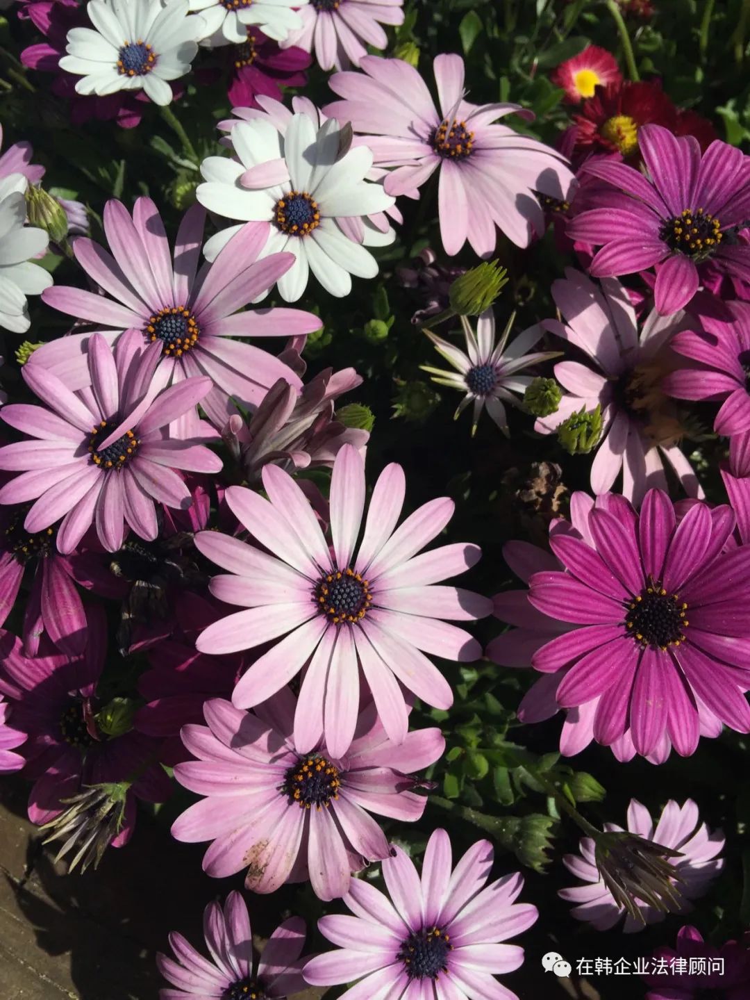 收到韩国信息怎么解决,在韩国收到律师函怎么办