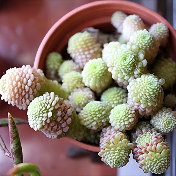 102个大类近500个多肉植物图片，都极其美丽，建议在家中也养一盆
