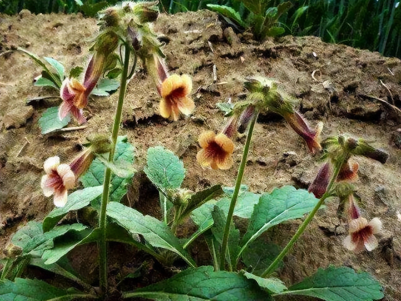 为啥癌症越来越多？建议：7种“自带毒素”的野菜，能别吃就别吃