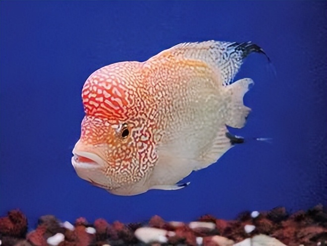 热带鱼科普介绍,热带鱼和猪太白认识吗