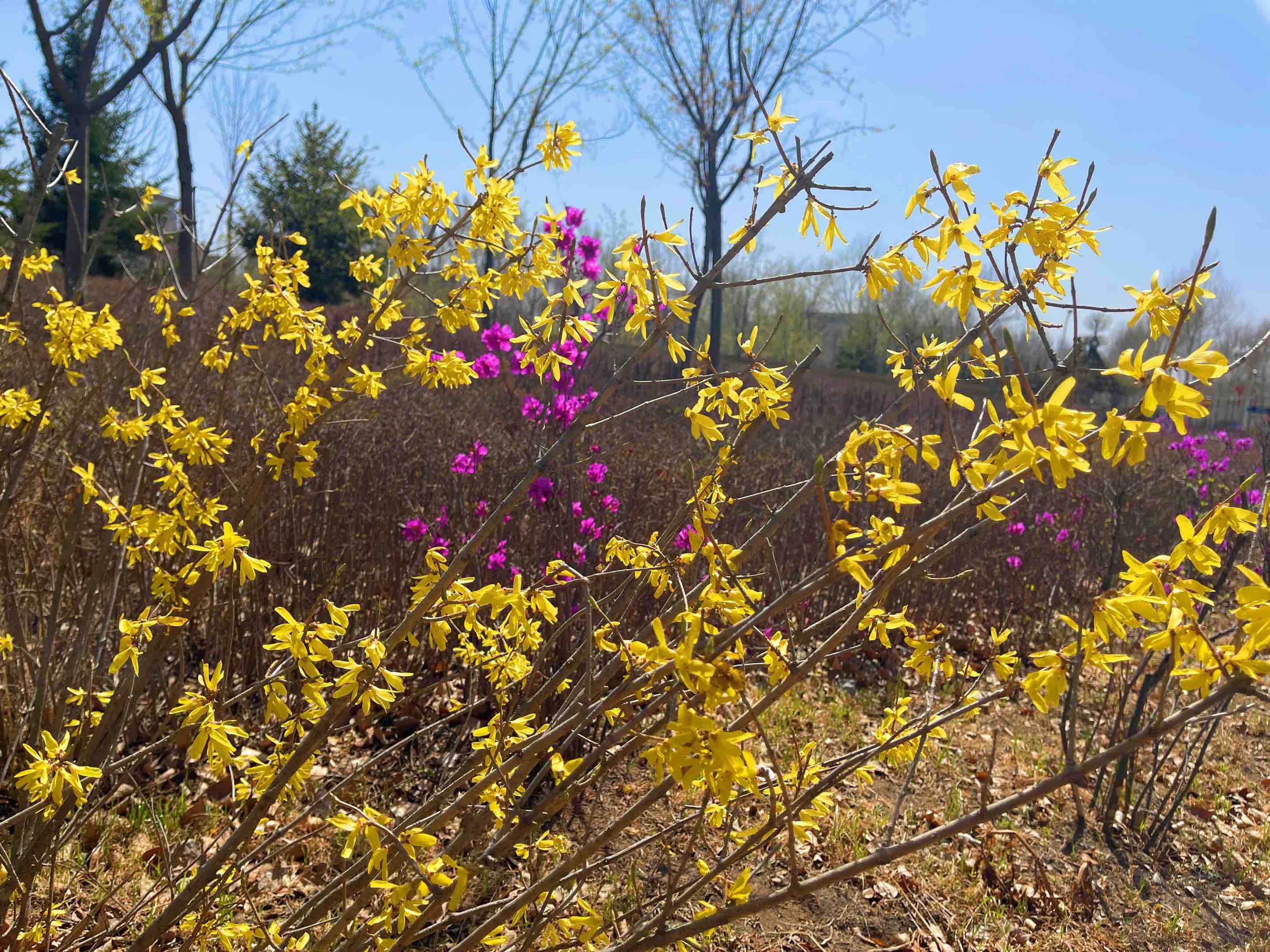连翘花开春意浓,连翘枝头春意闹