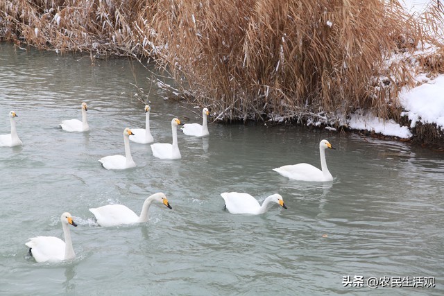 冬至逢壬日什么意思,冬至逢壬数九什么意思