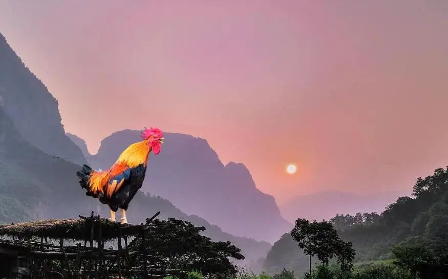 鸡你太美为什么会成为烂梗,鸡你太美是什么网络烂梗