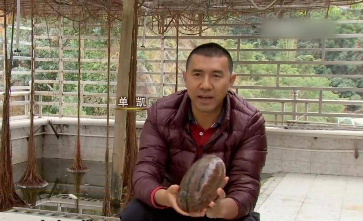 男子花200万买龟,男子靠三只病龟赚了6000万