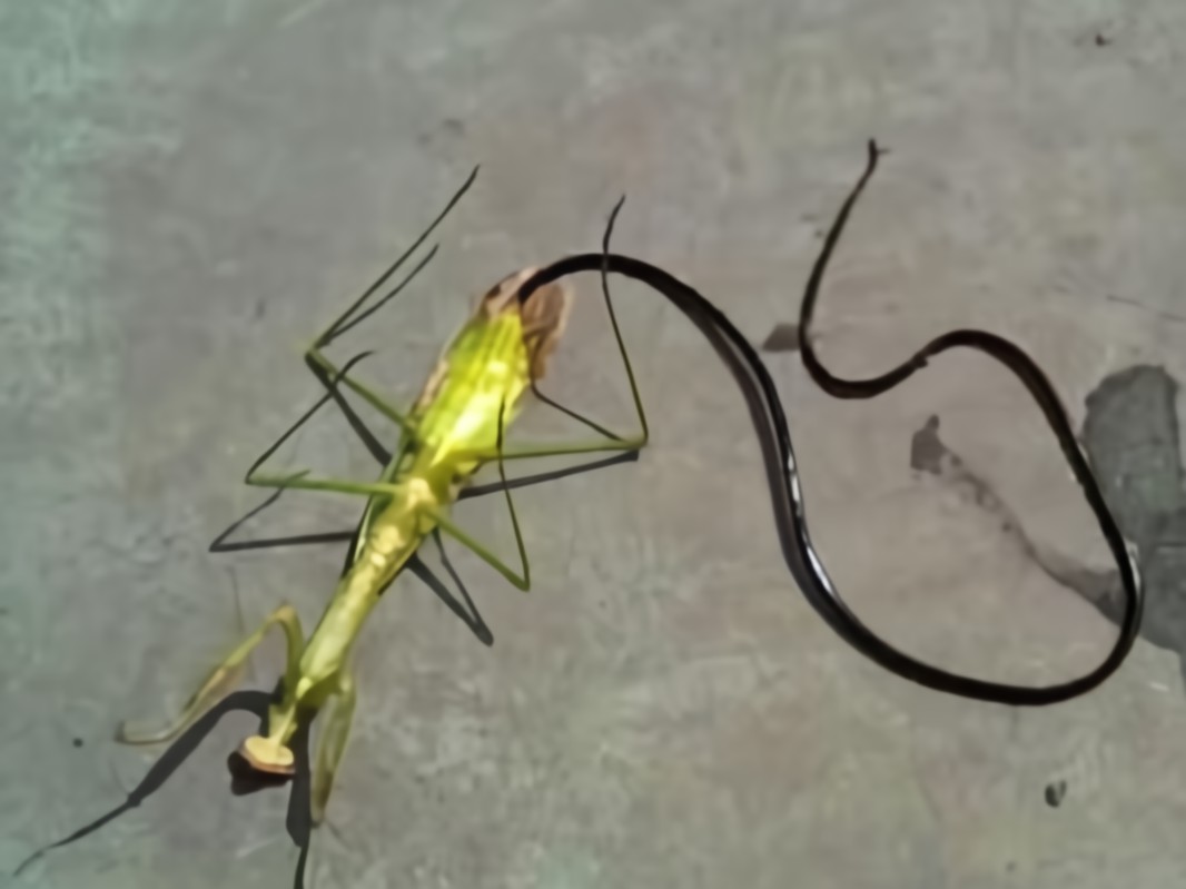 女子买白菜回家一掰开看见寄生虫,女子买草莓发现有虫子