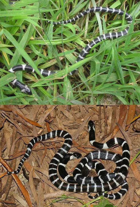 夏季野钓防蛇的最好办法,野钓怎么防蛇最有效