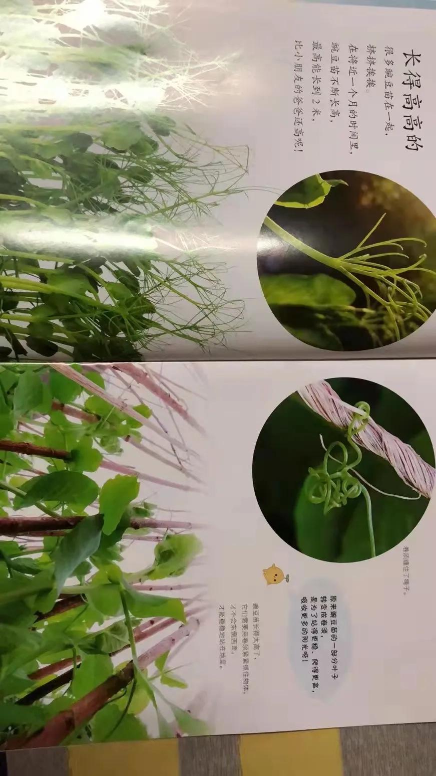 小聪仔科普版过刊值得买吗,小聪仔科普版值得买吗