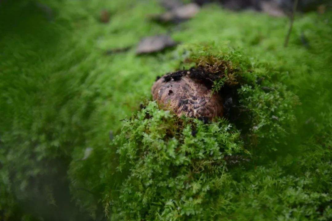 1人1猪搜寻深山里的“黑球球”，国外当宝国内喂猪，一公斤卖1500