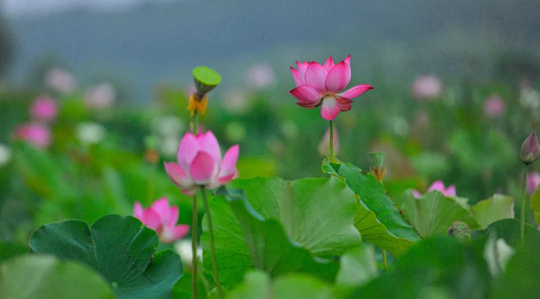 2023县域旅游百强榜各省份排名,2021县域旅游100强排行榜