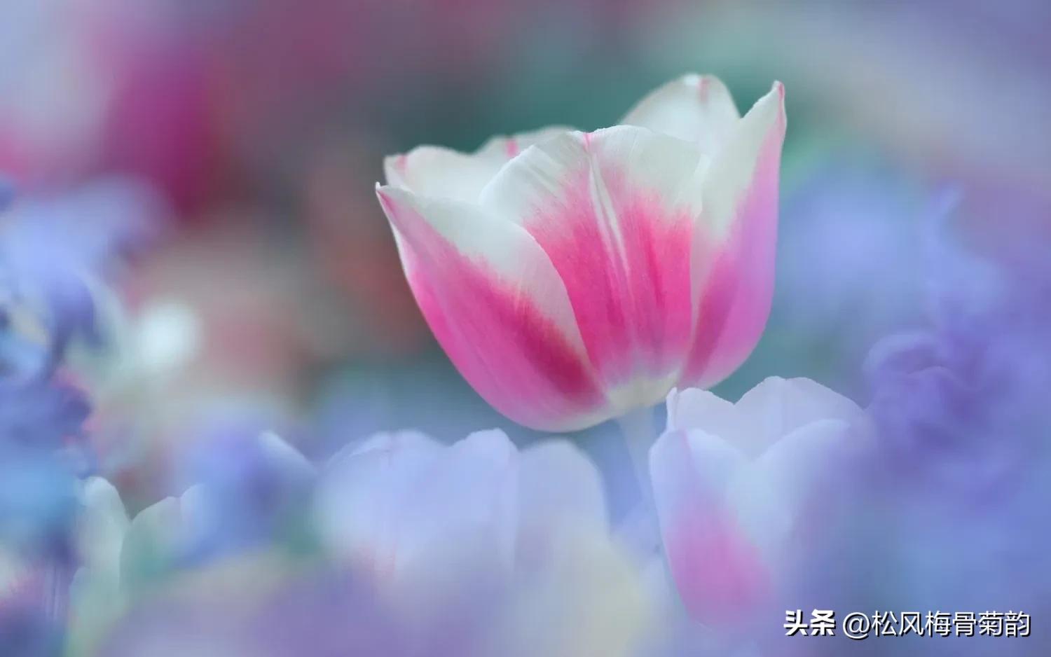 地上的花开万紫千红,心中有花香人生四季皆风景