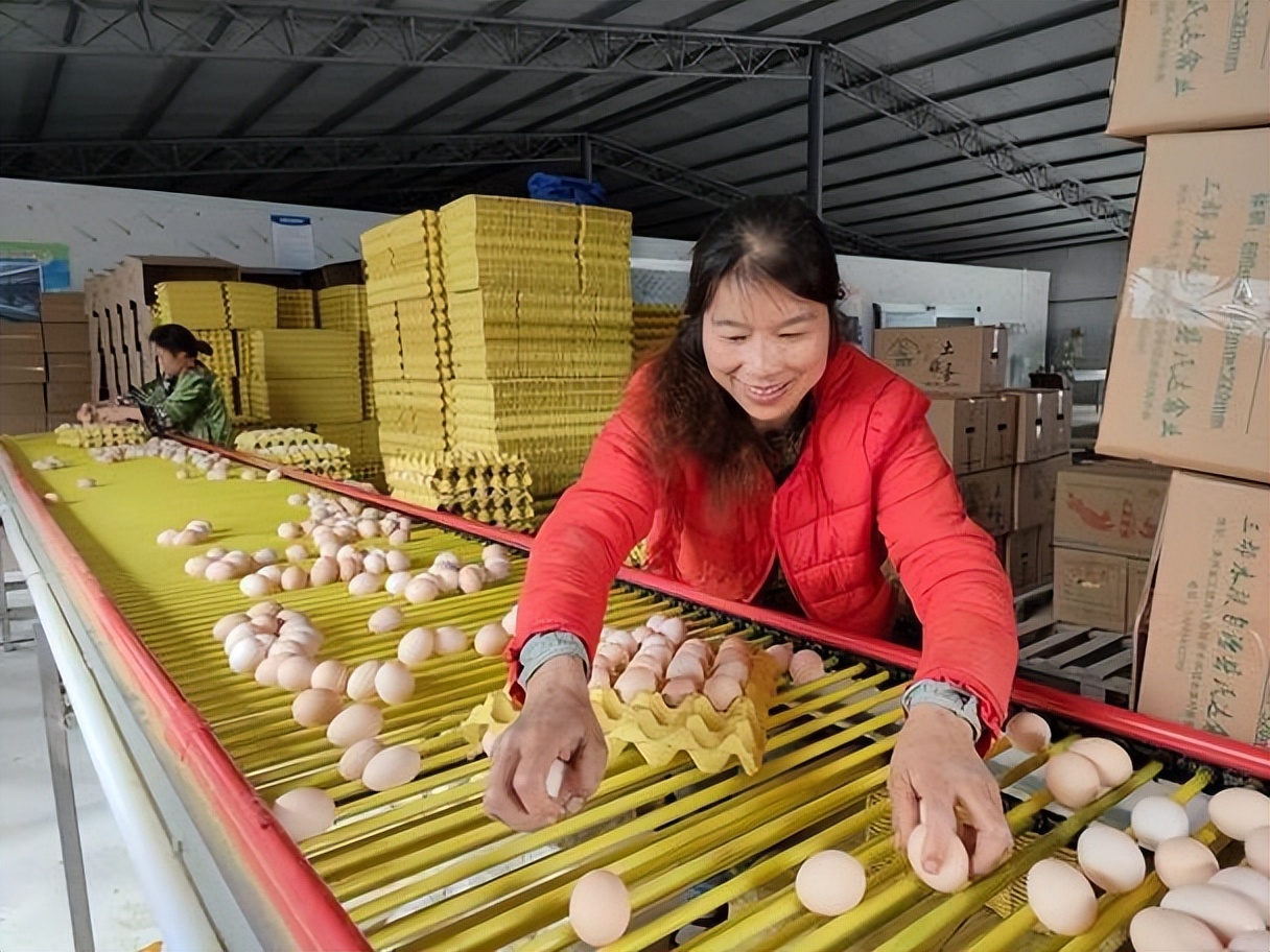 冬季蛋鸡饲养管理需要注意些什么,海兰褐商品代蛋鸡饲养管理手册