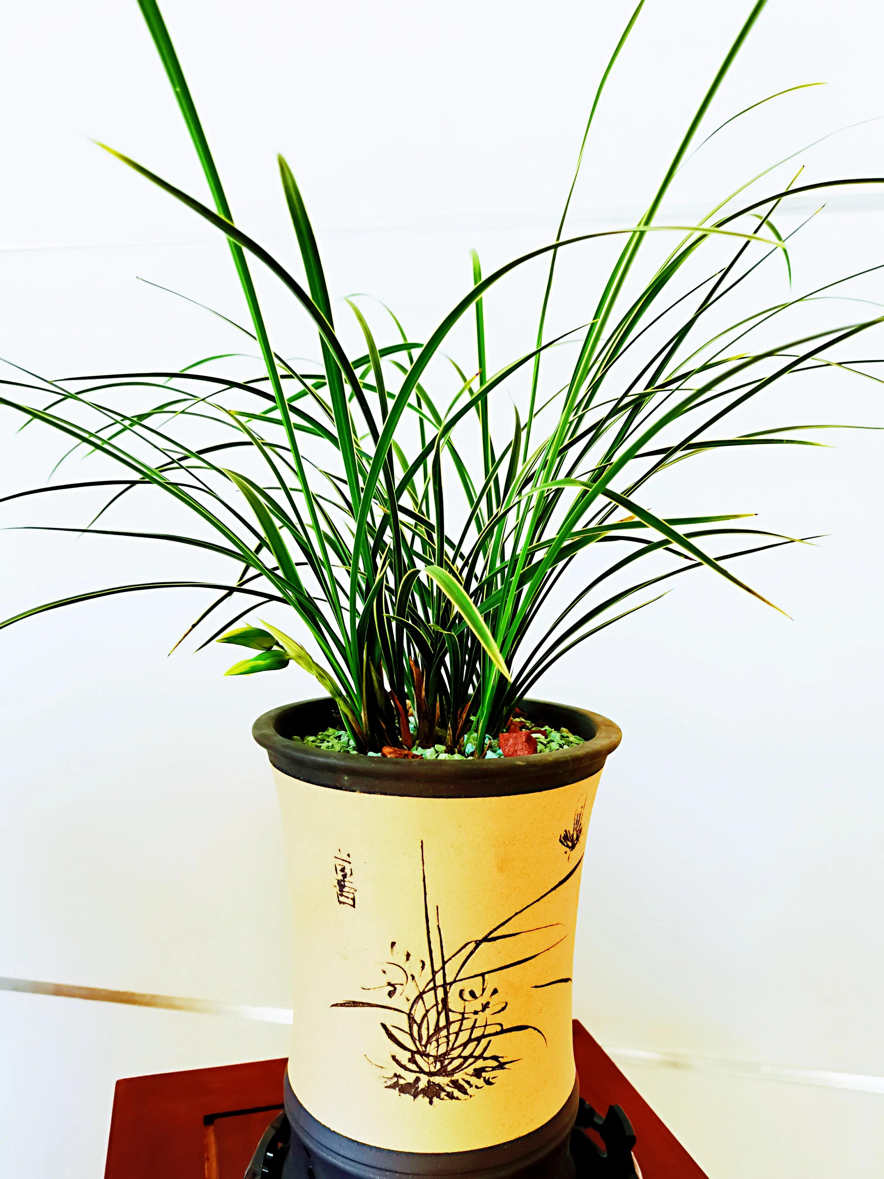 一盆兰花一个世界,一盆兰花图片大全