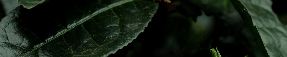 普洱茶有这三种甜是极品了,普洱茶越喝越甜怎么回事