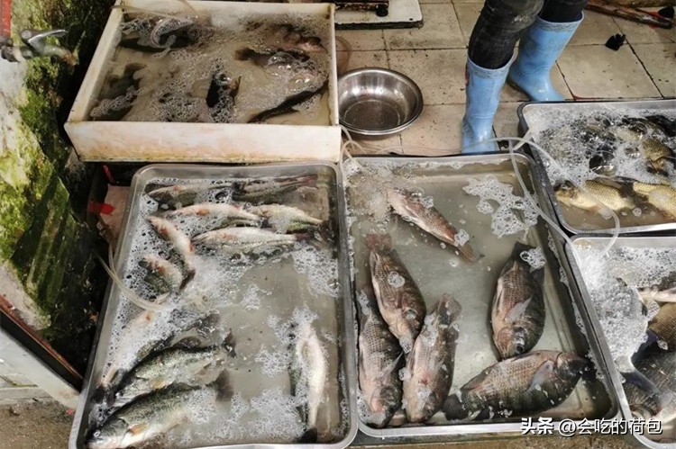 春季养生要吃鱼8种鱼最肥美,春天多吃鱼推荐5款好吃的鱼类