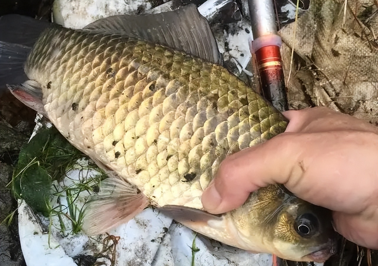 秋季的鱼,秋天的鱼为什么难钓