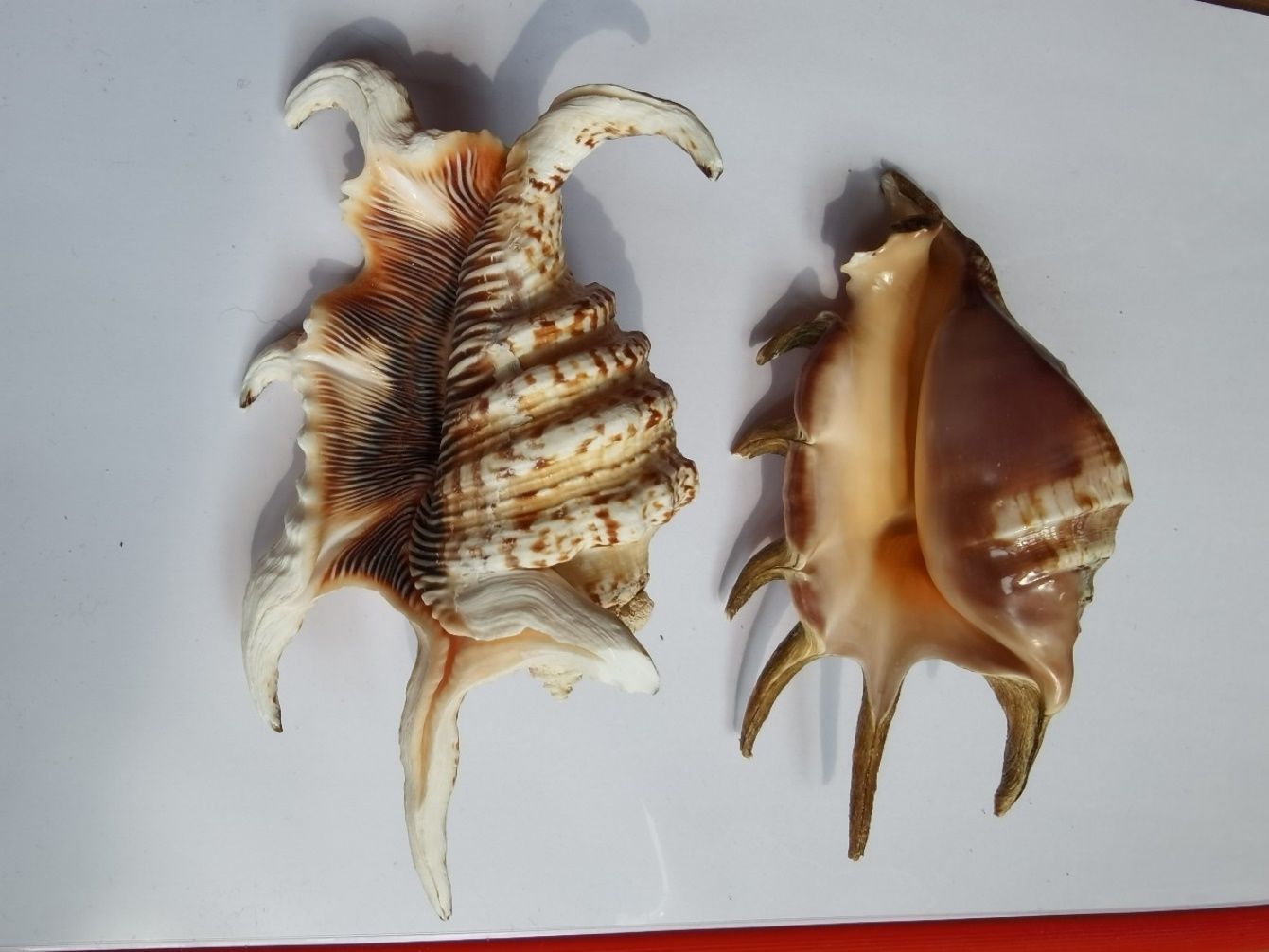 海南海鲜贝类有哪些,海南海鲜贝类