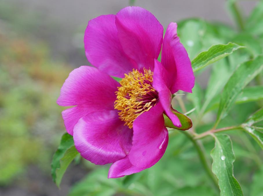 每日一花2.5：芍药：凡卉与时谢，妍华丽兹晨