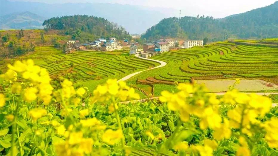 2022春节成都周边油菜花,2022年成都油菜花观赏地