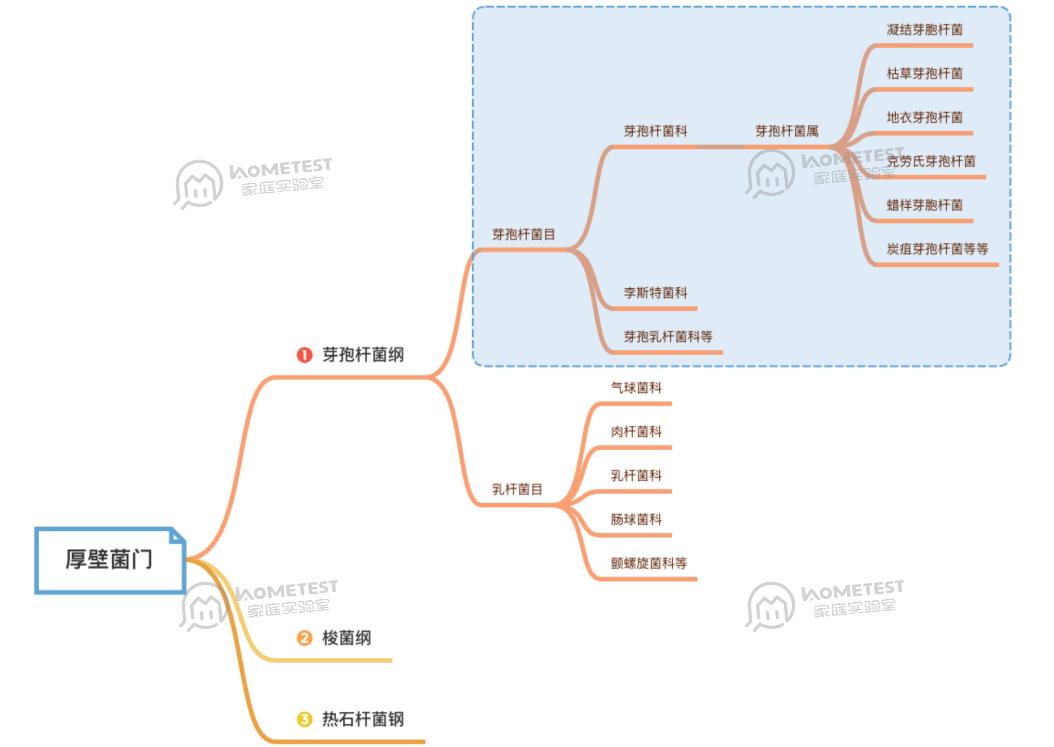 芽孢杆菌被你忽视的益生菌之王,芽孢杆菌抑制有害菌