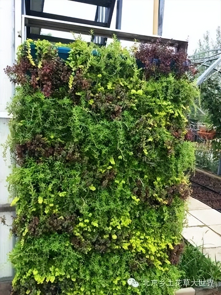 缁挎櫘鏂瑰渾鑺卞崏绉戞妧鏈夐檺鍏徃,缁挎櫘鏂瑰渾