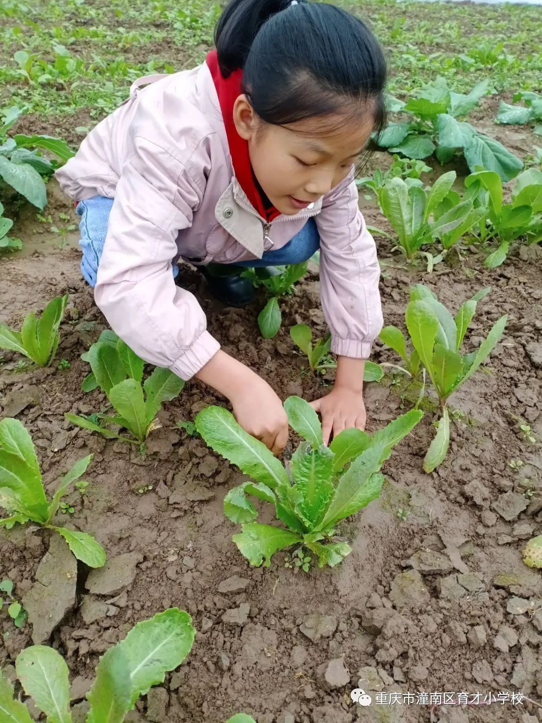 重庆劳动教育小学,重庆市潼南区育才小学的图片