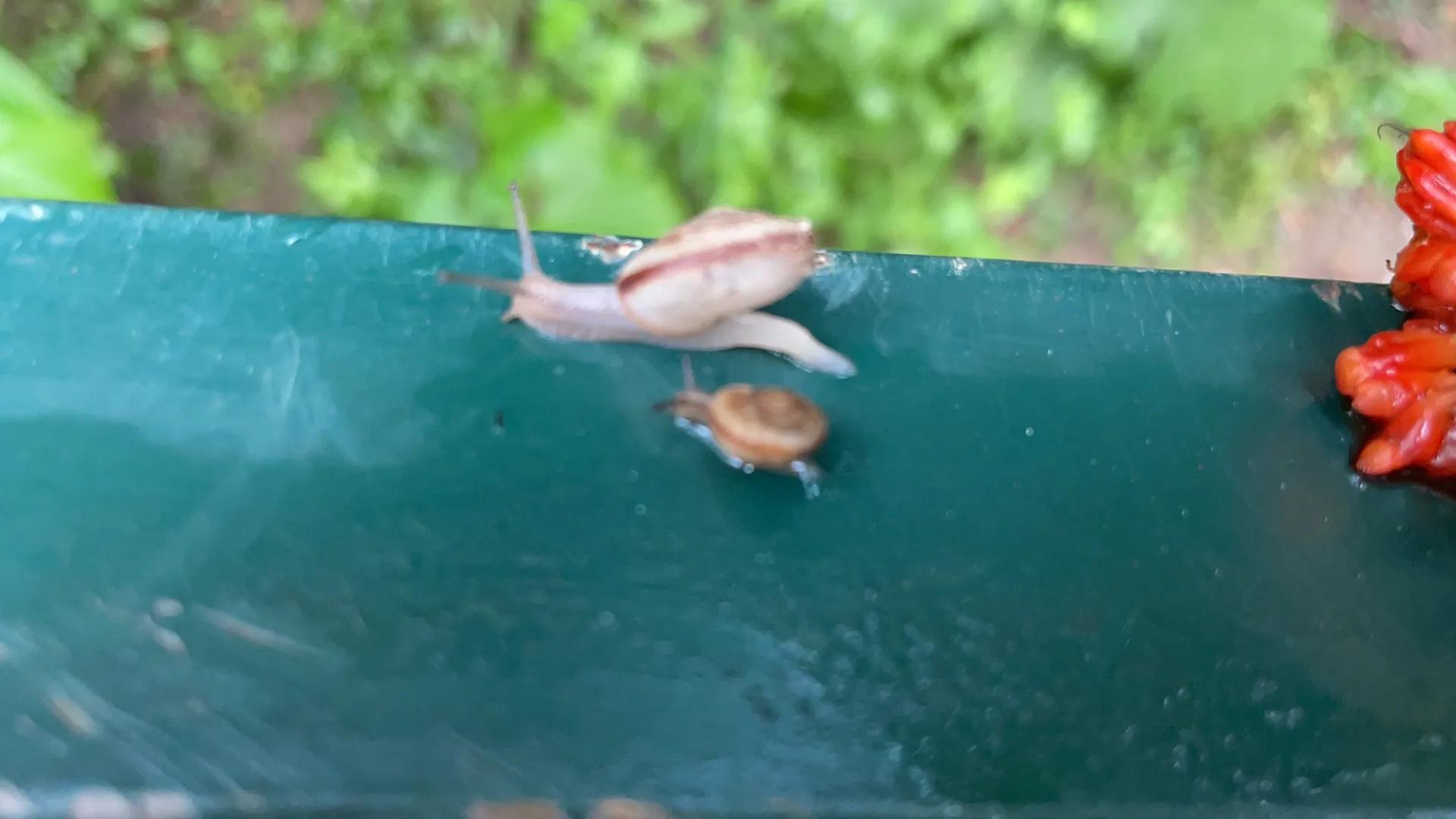 斑鸠腿站不起来怎么办,一只小斑鸠