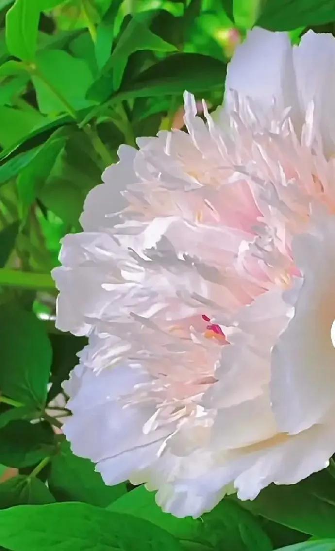 银丝贯顶牡丹只有一棵吗,珍贵牡丹花银丝贯顶