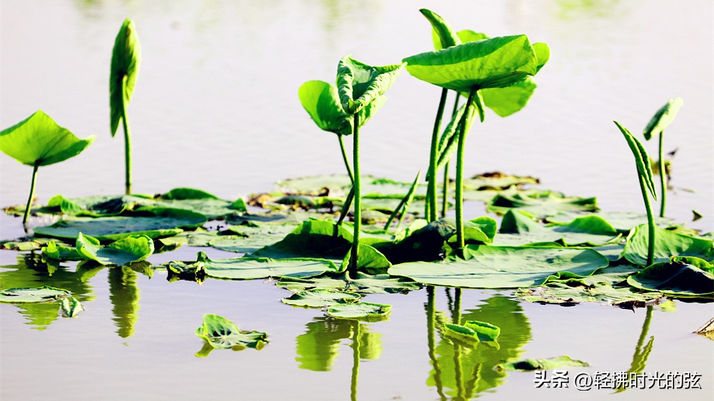 唐诗中最美的一首荷花诗,关于荷花的唯美诗句古诗