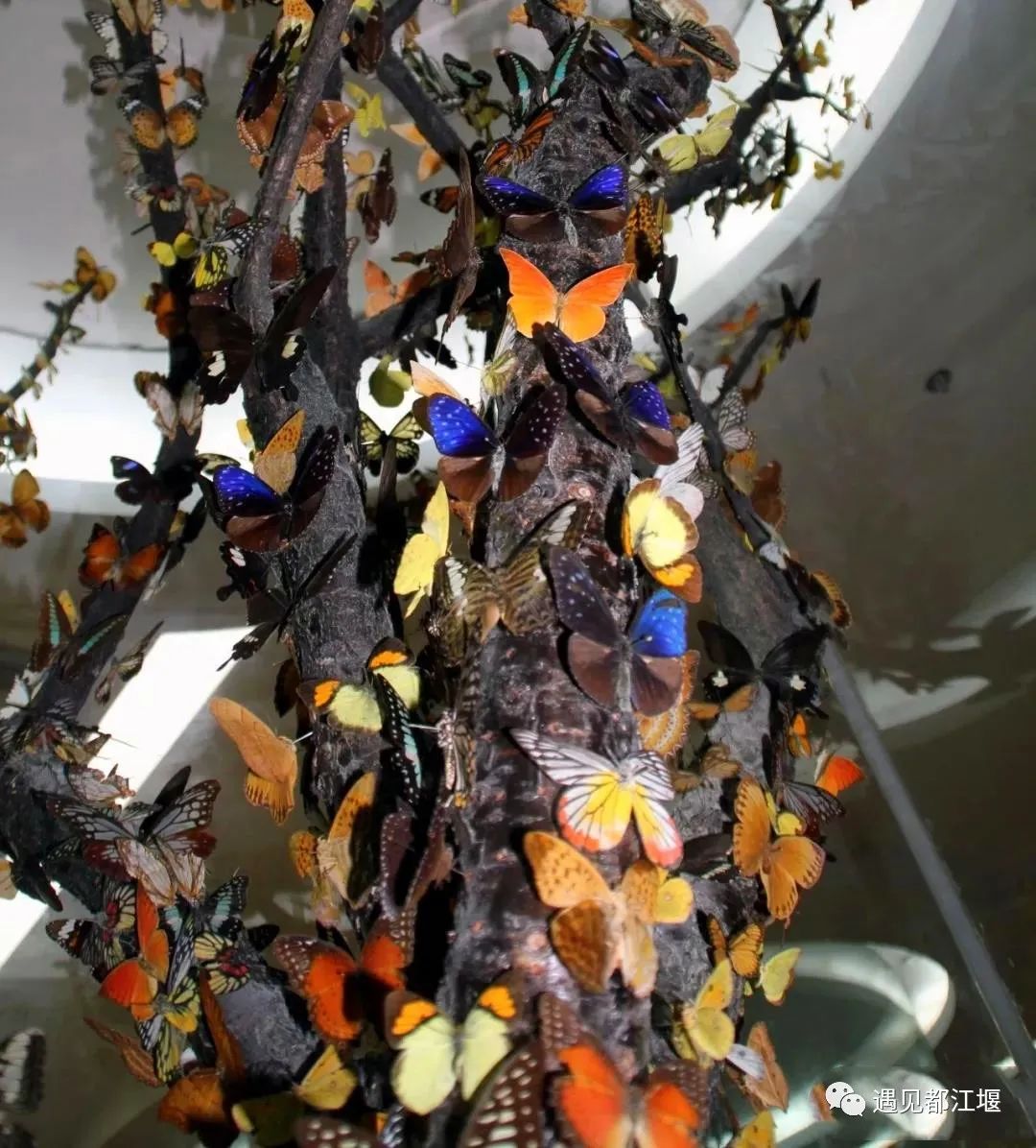 抓住秋天的尾巴！都江堰必打卡的8大晚秋好去处，步青山观烟岚云岫、入古城拾千年烟火，来过都会爱上