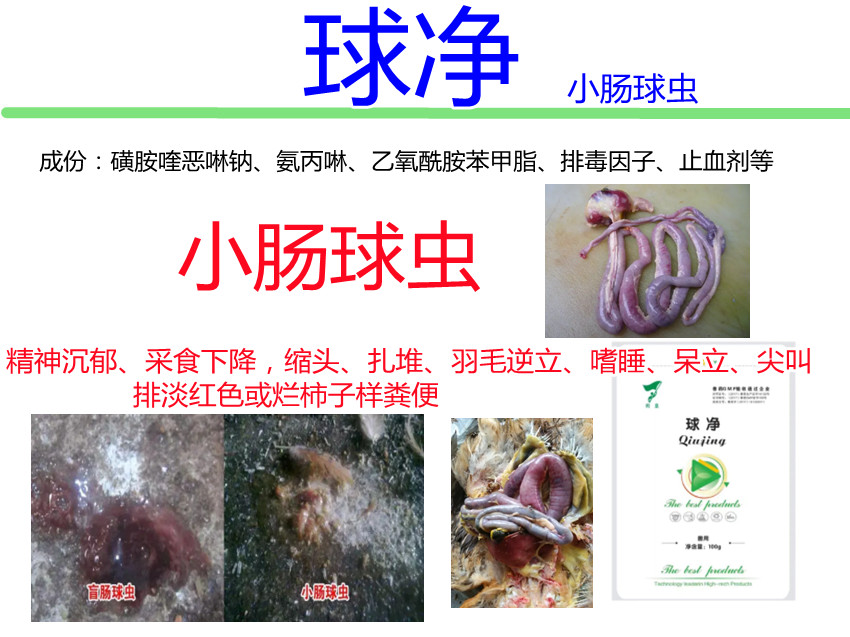 鸡小肠球虫病用什么药,如何治疗鸡小肠球虫病