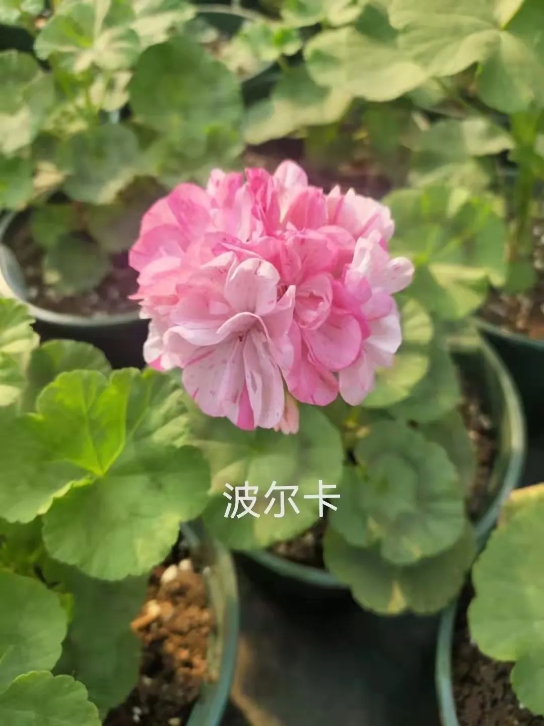 入门天竺葵的扦插方法图解,天竺葵扦插跟绣球扦插方法一样吗