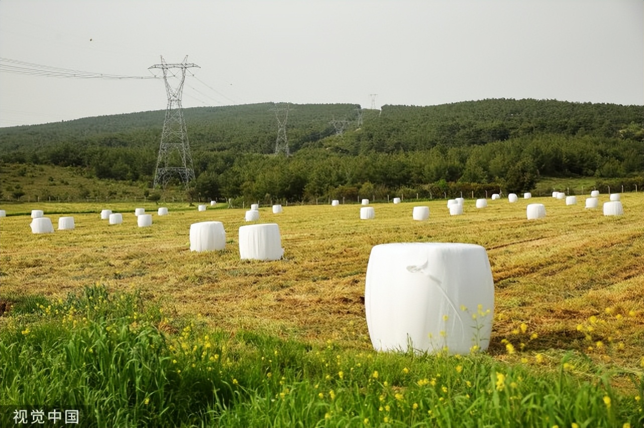 发酵饲料和非发酵饲料的特点,发酵饲料与发酵配合饲料的区别