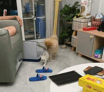 12岁男孩独居把猫狗喂胖,男孩独居66天将自己与猫狗养胖