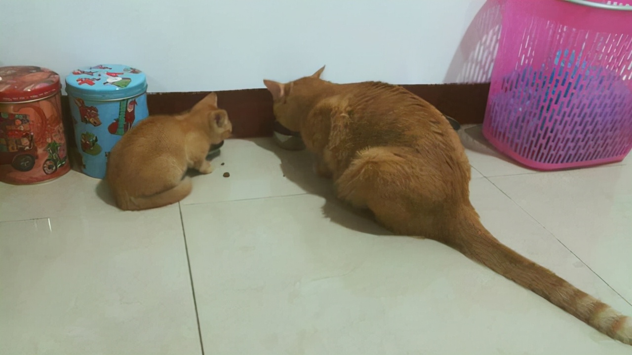 不要轻易养汪星人,不要轻易养宠物养了就要负责