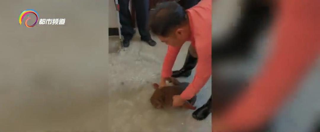 玩印泥、翻文件、爬书柜!“猴哥”大闹办公室,落网了