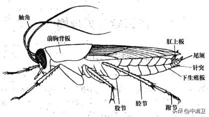 虫害控制的最新标准,虫害控制预防分哪几个阶段