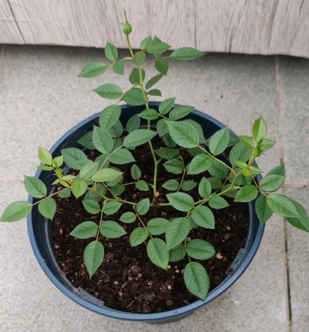 今年为什么都买月季花,购买月季花